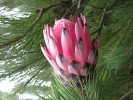 Protea Aristata